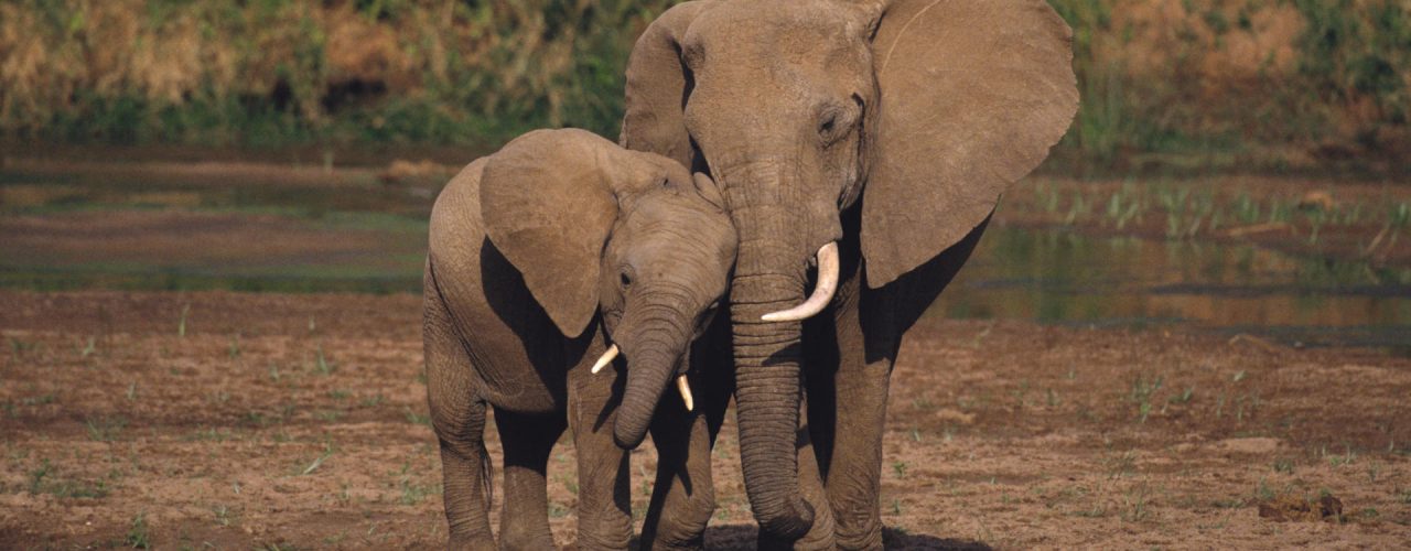 Safari in Uganda