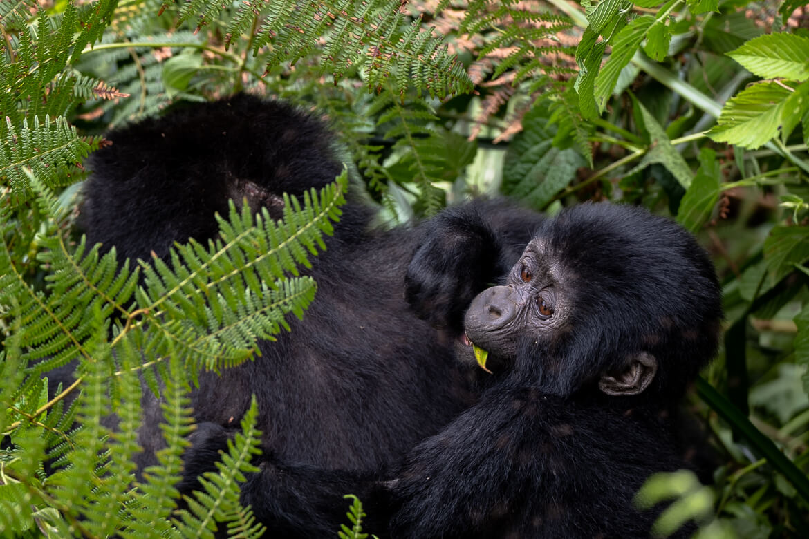 Gorilla Trekking in Uganda