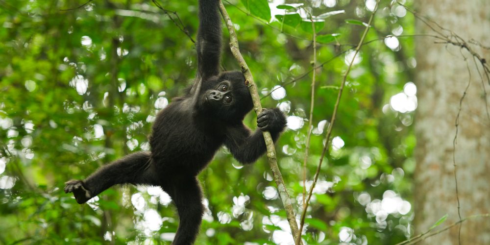 Gorilla Trekking & Big Game Viewing in Uganda