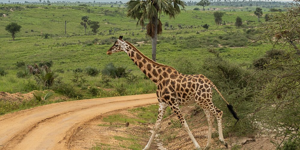 Wildlife Safaris in Uganda