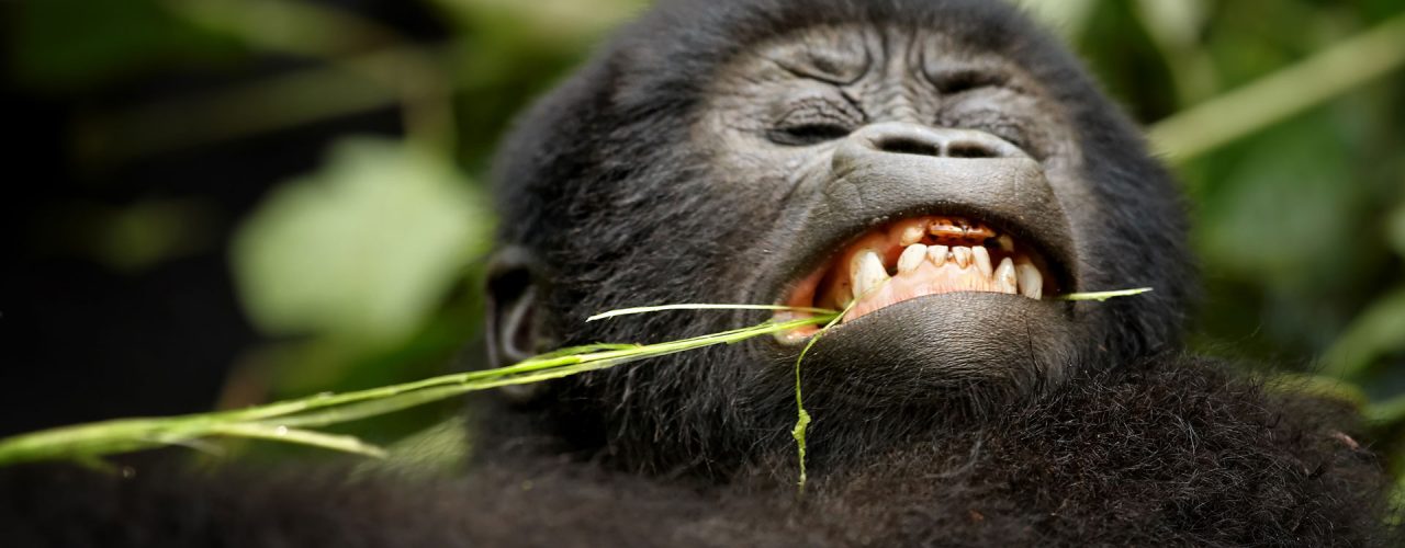 Uganda Gorilla Safaris-Uganda National Parks