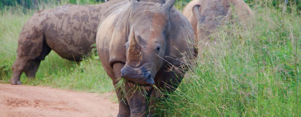 Uganda Safaris