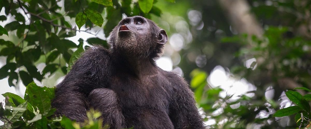 5 Days Rwanda Gorilla Trekking & Chimpanzee tracking safari