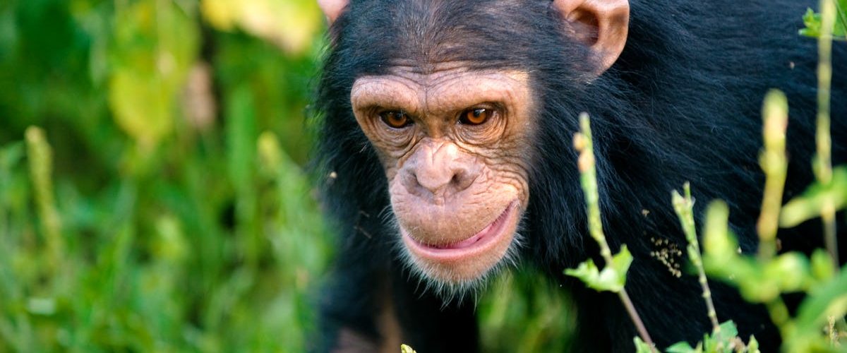 Chimpanzee Trekking in Nyungwe