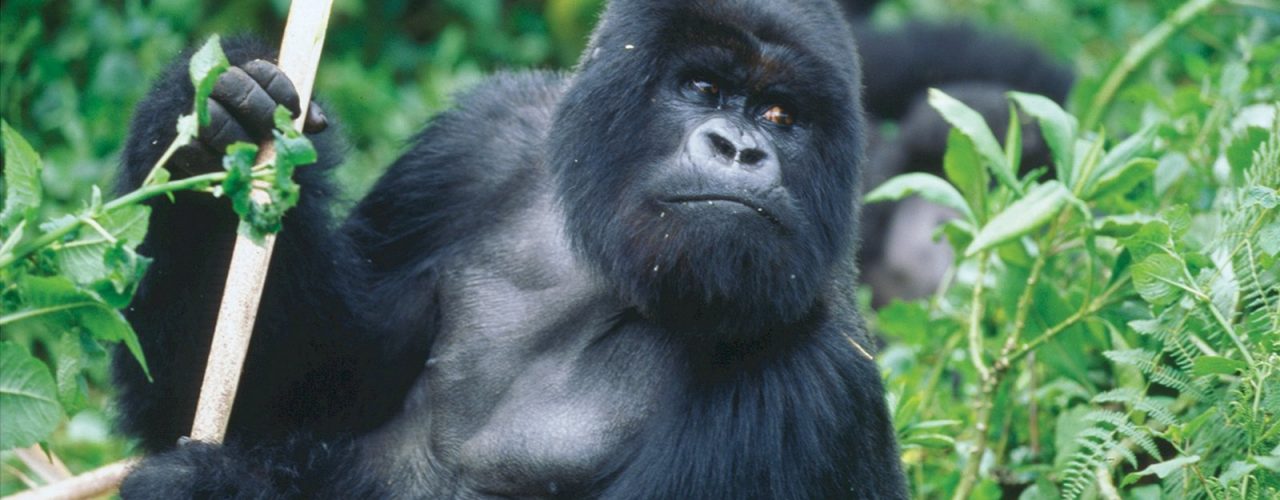 Wildlife Safaris in Uganda 2023 - Uganda Gorilla Trekking