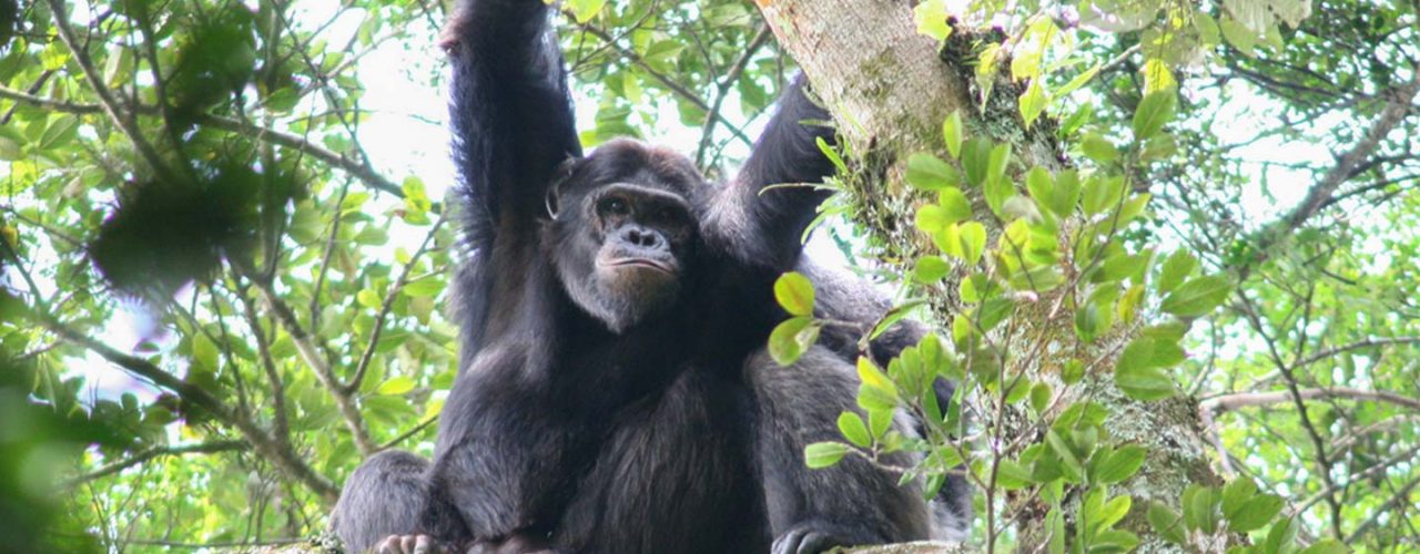 Gorilla Trekking Safaris - Booking Uganda Gorilla and Wildlife safaris online