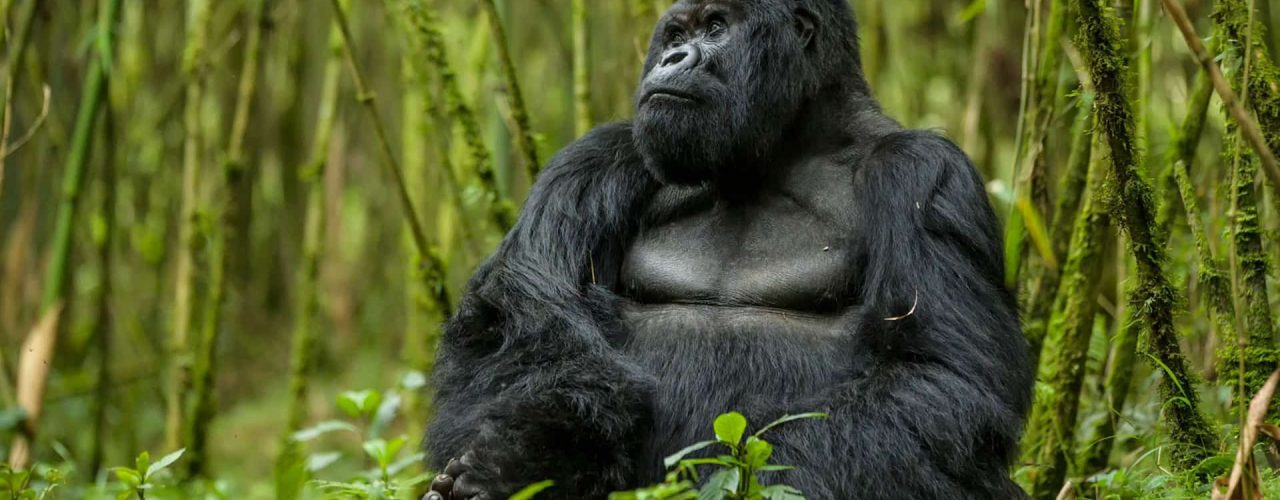 Booking Rwanda Gorilla Permits for 2024