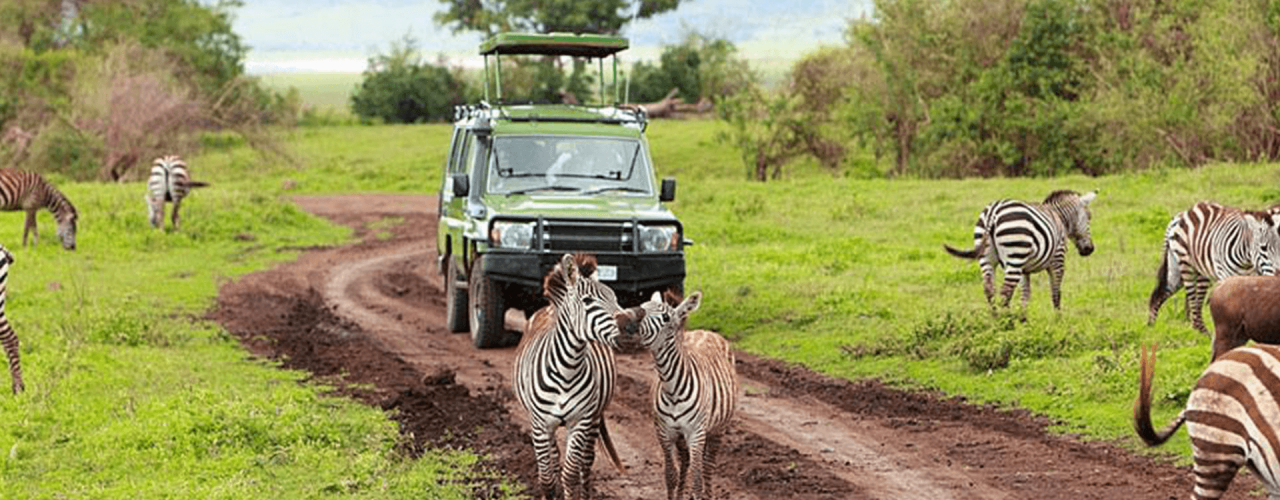 Ultimate Africa Safari