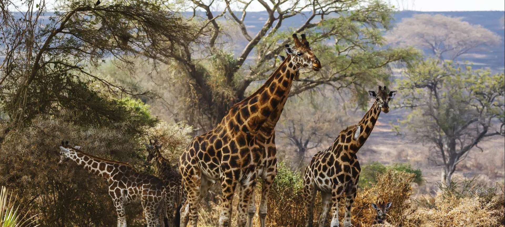 Uganda's Best Wildlife Parks - Places to Visit in Uganda 2024