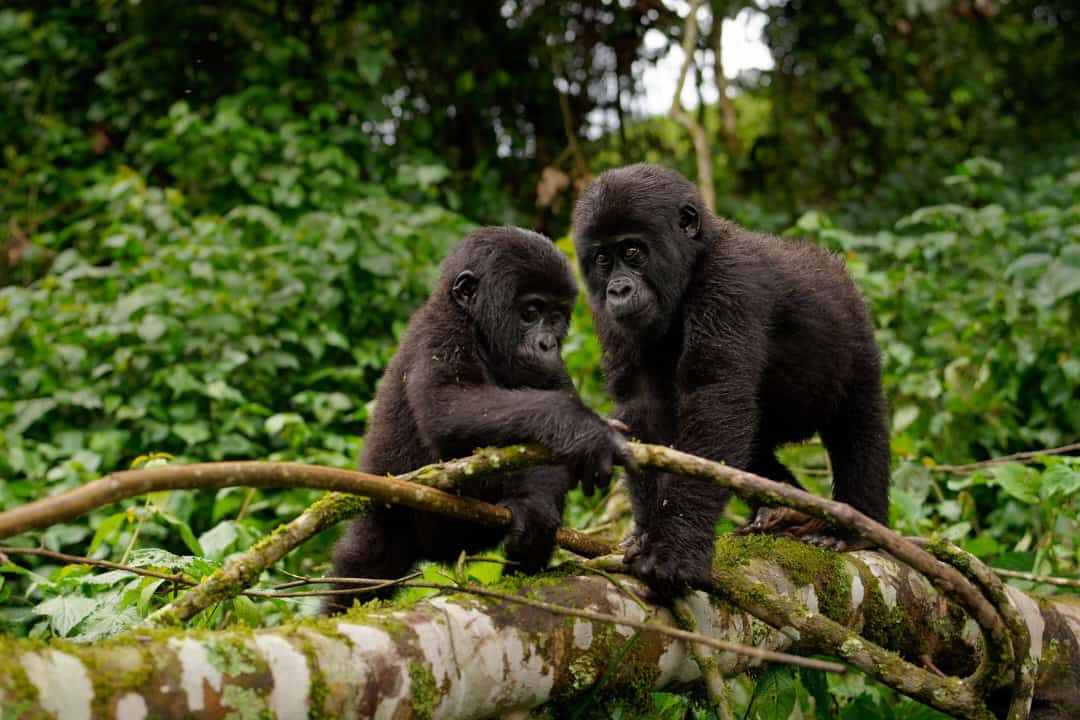 Gorilla Trekking Safari combined with Wildlife safaris